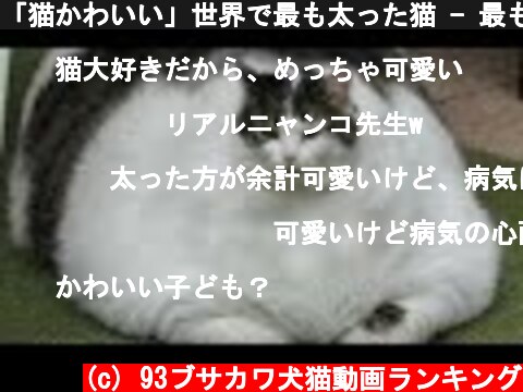 「猫かわいい」世界で最も太った猫 - 最も面白い猫の映画 #105  (c) 93ブサカワ犬猫動画ランキング